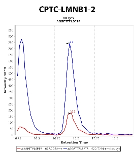 Click to enlarge image Immuno-MRM chromatogram of CPTC-LMNB1-2  antibody (see CPTAC assay portal for details: https://assays.cancer.gov/CPTAC-5901)
Data provided by the Paulovich Lab, Fred Hutch (https://research.fredhutch.org/paulovich/en.html). Data shown were obtained from cell lysate for teh double phosphorylated peptide AGGPTpTPLpSPTR.