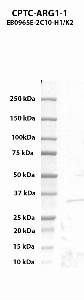 Click to enlarge image Western blot using CPTC-ARG1-1 as primary antibody against human Arginase-1 (1-322, His-tag) recombinant protein (lane 2).  Expected molecular weight - 35.8 kDa.  Molecular weight standards are also included (lane 1).