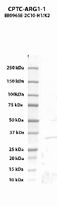点击放大图像，使用CPTC-ARG1-1作为人类精氨酸酶-1（1-322，His-tag）重组蛋白（通道2）的主要抗体进行Western blot。预期分子量-35.8 kDa。还包括分子量标准（车道1）。