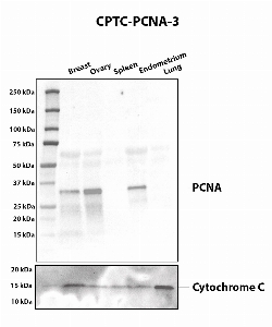 Click to enlarge image Western blot using CPTC-PCNA-3 as primary antibody against human breast (2), ovary (3), spleen (4), endometrium (5), and lung (6) tissue lysates. The expected molecular weight is 28.8 kDa. Cytochrome C was used as a loading control.