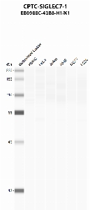 Click to enlarge image Automated western blot using CPTC-SIGLEC7-1 as primary antibody against PBMC (lane 2), HeLa (lane 3), Jurkat (lane 4), A549 (lane 5), MCF7 (lane 6), and NCI-H226 (lane 7) whole cell lysates.  Expected molecular weight - 51.1 kDa, 41.2 kDa, 16.8 kDa, and 16.7 kDa.  Molecular weight standards are also included (lane 1).