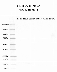 Click to enlarge image Western blot using CPTC-VTCN1-2 as primary antibody against A549 (lane 2), HeLa (lane 3), Jurkat (lane 4), MCF7 (lane 5), H226 (lane 6), and PBMC (lane 7) whole cell lysates.  Expected molecular weight - 30.9 kDa, 18.3 kDa, 9.9 kDa, and 20.7 kDa.  Molecular weight standards are also included (lane 1).