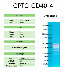 Click to enlarge image Western Blot of CPTC-CD40-4 against the over-expressed lysate of CD40. Expected MW is 30.6 KDa. The antibody detected the target protein.
