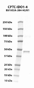 Click to enlarge image Western blot using CPTC-IDO1-4 as primary antibody against human indoleamine 2,3-dioxygenase 1 (IDO1) recombinant protein. The expected molecular weight is 45.1 kDa.