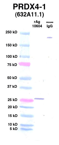 Click to enlarge image Western Blot using CPTC-PRDX4-1 as primary Ab against Ag 10604 (lane 2). Also included are molecular wt. standards (lane 1) and mouse IgG control (lane 3).