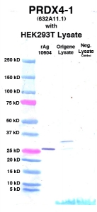 Click to enlarge image Western Blot using CPTC-PRDX4-1 as primary Ab against cell lysate from transiently overexpressed HEK293T cells form Origene (lane 3). Also included are molecular wt. standards (lane 1), lysate from non-transfected HEK293T cells as neg control (lane 4) and recombinant Ag PRDX4 (NCI 10604) in (lane 2). 
