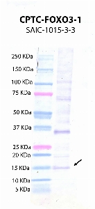 Click to enlarge image Western Blot using CPTC-FOXO3-1 as primary antibody against FOXO3 protein domain comprising amino acids 10-170 (lane 2) with expected MW of 16.5 KDa. Molecular weight standards are also included (lane 1).