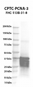 Click to enlarge image Western blot using CPTC-PCNA-3 as primary antibody against PCNA HEK293T cell transient overexpression lysate. The expected molecular weight is 28.8 kDa.