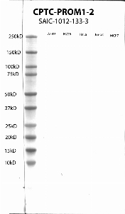 Click to enlarge image Western Blot using CPTC-PROM1-2 as primary antibody against cell lysates A549, H226, HeLa, Jurkat and MCF7. Expected MW of 97 KDa. All cell lysates negative.  Molecular weight standards are also included (lane 1).