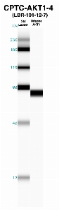 Click to enlarge image Western Blot using CPTC-AKT1-4 as primary Ab against recombinant AKT1 (lane 2). Also included are molecular wt. standards (lane 1).