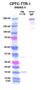 Click to enlarge image Western Blot using CPTC-TTR-1 as primary Ab against TTR (Ag 11118) (lane 2). Also included are molecular wt. standards (lane 1) and mouse IgG control (lane 3).