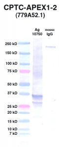 Click to enlarge image Western Blot using CPTC-APEX1-2 as primary Ab against Ag 10750 (lane 2). Also included are molecular wt. standards (lane 1) and mouse IgG control (lane 3).