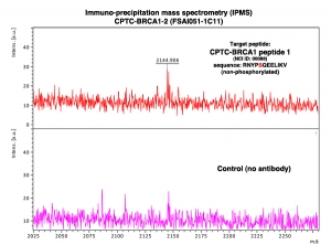 Click to enlarge image Immuno-Precipitation Mass Spectrometry using CPTC-BRCA1-2 antibody with CPTC-BRCA1 peptide 1 (non-phosphorylated) as the target antigen. 