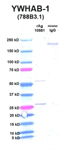 Click to enlarge image Western Blot using CPTC-YWHAB-1 as primary Ab against YWHAB (rAg 10981) in lane 2. Also included are molecular wt. standards (lane 1) and mouse IgG control (lane 3).