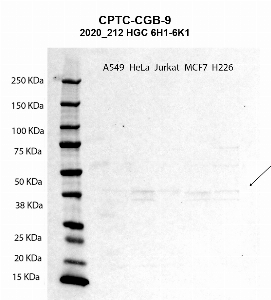Click to enlarge image Western blot using CPTC-CGB-9 as primary antibody against A549 (lane 2), HeLa (lane 3), Jurkat (lane 4),  MCF7 (lane 5), and H226 (lane 6) whole cell lysates.  Expected molecular weight - 17 kDa.  Molecular weight standards are also included (lane 1). Blot was developed using enhanced chemiluminescence (ECL).