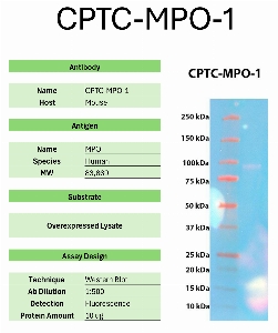 Click to enlarge image Western Blot of CPTC-MPO-1 against the over-expressed lysate of MPO. Expected MW is 83.9 KDa. The antibody detected the target protein.