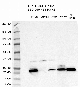 Click to enlarge image Western blot using CPTC-CXCL10-1 as primary antibody against HeLa (lane 2), Jurkat (lane 3), A549 (lane 4), MCF7 (lane 5), and H226 (lane 6) whole cell lysates.  Expected molecular weight - 10.9 kDa.  HeLa, A549, MCF7, and NCI-H226 are positive. Jurkat is negative. Molecular weight standards are also included (lane 1).