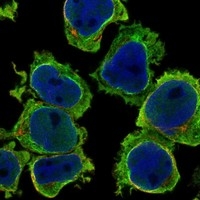 Click to enlarge image Results provided by the Human Protein Atlas (www.proteinatlas.org). The subcellular location is partly supported by literature or no literature is available. Immunofluorescent staining of human cell line THP-1 shows localization to plasma membrane. 		
Human assay: THP-1 fixed with PFA, dilution: 1:100
Human assay: U2OS fixed with PFA, dilution: 1:100