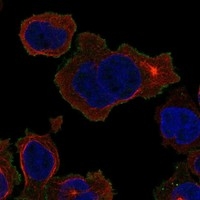 Click to enlarge image Results provided by the Human Protein Atlas (www.proteinatlas.org). The subcellular location is supported by literature. Immunofluorescent staining of human cell line THP-1 shows localization to plasma membrane. 	
Human assay: THP-1 fixed with PFA, dilution: 1:100
Human assay: U2OS fixed with PFA, dilution: 1:100