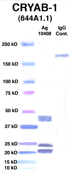 Click to enlarge image Western Blot using CPTC-CRYAB-1 as primary Ab against Ag 10408 (lane 2). Also included are molecular wt. standards (lane 1) and mouse IgG control (lane 3).