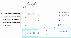 Click to enlarge image Automated WB (Simple Western) using CPTC-SLAMF8-1 as primary antibody against the whole lysate of breast, ovary, spleen, endometrium and lung tissues. Expected MW is 50.1 KDa. The antibody does not recognize the target in the tested tissue lysates.