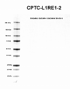 Click to enlarge image Western blot using CPTC-L1RE1-2 as primary antibody against  cell lysates OVCAR-3 (lane 2), OVCAR-4 (lane 3), OVCAR-8 (lane 4), and SK-OV-3 (lane 5). Molecular weight standards are also included (lane 1). Expected molecular weight 40KDa.