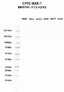 Click to enlarge image Western blot using CPTC-BAX-1 as primary antibody against PBMC (lane 2), HeLa (lane 3), Jurkat (lane 4), A549 (lane 5), MCF7 (lane 6), and NCI-H226 (lane 7) whole cell lysates.  Expected molecular weight - 21.2 kDa, 24.2 kDa, 4.7 kDa, 15.8 kDa, 18.1 kDa, 12.9 kDa, 19.3 kDa, and 19.7 kDa.  Molecular weight standards are also included (lane 1).