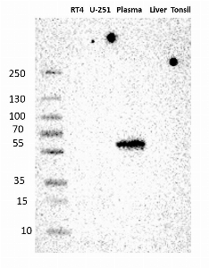 Click to enlarge image Results provided by the Human Protein Atlas (www.proteinatlas.org). Single band corresponding to the predicted size in kDa (+/-20%). Analysis performed using a standard panel of samples. Antibody dilution: 1:500