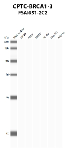 Click to enlarge image Automated western blot using CPTC-BRCA1-3 as primary antibody against HT-29 (lane 2), HeLa (lane 3), MCF7 (lane 4), HL-60 (lane 5), Hep G2 (lane 6), and MCF7 (lane 7) whole cell lysates.  Expected molecular weight - 208 kDa, 7 kDa, 85 kDa, 206 kDa, 81 kDa, 78 kDa, 210 kDa, and 202 kDa.  Molecular weight standards are also included (lane 1).
