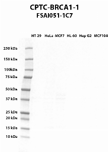 Click to enlarge image Western blot using CPTC-BRCA1-1 as primary antibody against HT-29 (lane 2), HeLa (lane 3), MCF7 (lane 4), HL-60 (lane 5), Hep G2 (lane 6), and MCF7 (lane 7) whole cell lysates.  Expected molecular weight - 208 kDa, 7 kDa, 85 kDa, 206 kDa, 81 kDa, 78 kDa, 210 kDa, and 202 kDa.  Molecular weight standards are also included (lane 1).