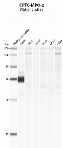Click to enlarge image Automated western blot using CPTC-MPO-2 as primary antibody against PBMC (lane 2), HeLa (lane 3), Jurkat (lane 4), A549 (lane 5), MCF7 (lane 6), and NCI-H226 (lane 7) whole cell lysates.  Expected molecular weight - 83.9 kDa, 73.9 kDa, and 87.2 kDa.  Molecular weight standards are also included (lane 1). PBMC is positive. All other cell lines are negative.