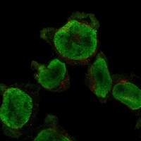 Click to enlarge image Results provided by the Human Protein Atlas (www.proteinatlas.org).

The subcellular location is supported by literature.
Immunofluorescent staining of human cell line THP-1 shows localization to nucleoplasm.

Human assay: THP-1 fixed with PFA, dilution: 1:188
Human assay: U2OS fixed with PFA, dilution: 1:188