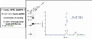 Click to enlarge image Immuno-precipitation performed using CPTC-GAPDH-3 as capture antibody against the over-expressed lysate of GAPDH (Myc-tagged). Eluates were tested in automated western blot using the an anti-Myc tag as detection antibody. The target protein was pulled down.