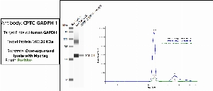 点击放大图像，使用CPTC-GAPDH-3作为针对GAPDH过度表达裂解物（Myc-tagged）的捕获抗体进行免疫沉淀。用抗Myc标签作为检测抗体，对洗脱液进行自动免疫印迹试验。目标蛋白被拉下。