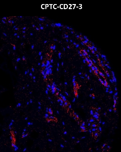 Click to enlarge image Imaging mass cytometry on normal colon tissue core using CPTC-CD27-3 metal-labeled antibody.  Data shows overlay of target protein signal (red) and DNA (blue). Dilution: 1:100 of 0.5mg/mL stock. Signal was also obtained in other normal tissues (prostate, liver, colon, endometrium, pancreas, bone marrow, breast, kidney, and placenta) and cancer tissues (breast, colon, prostate, lung, and ovarian).