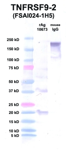 Click to enlarge image Western Blot using CPTC-TNFRSF9-2 as primary Ab against TNFRSF9 (rAg 10673) in lane 2. Also included are molecular wt. standards (lane 1) and mouse IgG control (lane 3).