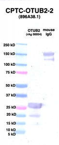Click to enlarge image Western Blot using CPTC-OTUB2-2 as primary Ab against PEBP1 (rAg 00054) (lane 2). Also included are molecular wt. standards (lane 1) and mouse IgG control (lane 3).