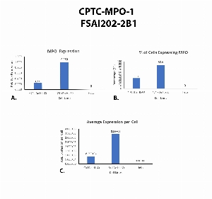 Click to enlarge image Single cell western blot using CPTC-MPO-1 as a primary antibody against HeLa and HL-60 cell lysates.  Relative expression of total MPO (A).  Percentage of cells that express MPO (B).  Average expression of MPO protein per cell (C).  All data is normalized to &beta;-tubulin expression.