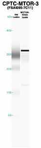 Click to enlarge image Western Blot using CPTC-MTOR-1 as primary Ab against recombinant MTOR (lane 2). Also included are molecular wt. standards (lane 1).