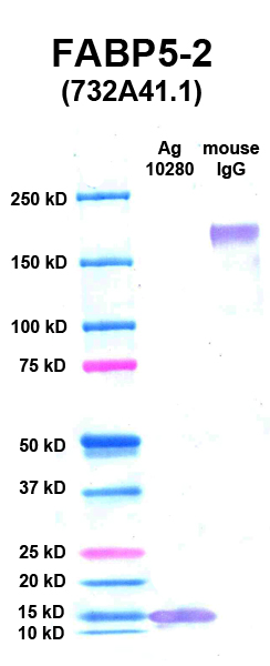 Click to enlarge image Western Blot using CPTC-FABP5-2 as primary Ab against FABP5 (Ag 10280) (lane 2). Also included are molecular wt. standards (lane 1) and mouse IgG control (lane 3).