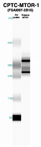 Click to enlarge image Western Blot using CPTC-MTOR-1 as primary Ab against recombinant MTOR (lane 2). Also included are molecular wt. standards (lane 1).