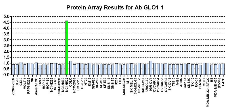 Click to enlarge image Protein Array in which CPTC-GLO1-1 is screened against the NCI60 cell line panel for expression. Data is normalized to a mean signal of 1.0 and standard deviation of 0.5. Color conveys over-expression level (green), basal level (blue), under-expression level (red).