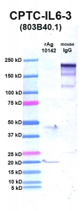 Click to enlarge image Western Blot using CPTC-IL6-3 as primary Ab against IL6 (rAg 10142) in lane 2. Also included are molecular wt. standards (lane 1) and mouse IgG control (lane 3).