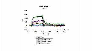 Click to enlarge image Affinity and binding kinetics of CPTC-SNCG-1 antibody and SNCG recombinant protein using surface plasmon resonance. CPTC-SNCG-1 antibody was amine coupled onto a Series S CM5 biosensor chip. SNCG recombinant protein, 1024 nM, 256 nM, 64 nM, 16 nM and 4 nM, was used as analyte.