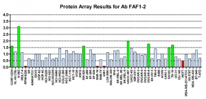 Click to enlarge image Protein Array in which CPTC-FAF1-2 is screened against the NCI60 cell line panel for expression. Data is normalized to a mean signal of 1.0 and standard deviation of 0.5. Color conveys over-expression level (green), basal level (blue), under-expression level (red).