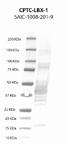 Click to enlarge image Western Blot using CPTC-LBX1-1 as primary antibody against recombinant LBX1 protein  (lane 2) with expected MW of 33 KDa. Molecular weight standards are also included (lane 1).