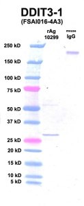 Click to enlarge image Western Blot using CPTC-DDIT3-1 as primary Ab against Ag 10299 (lane 2). Also included are molecular wt. standards (lane 1) and mouse IgG control (lane 3).