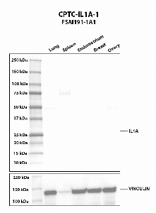 Click to enlarge image Western blot using CPTC-IL1A-1 as primary antibody against human lung (2), spleen (3), endometrium (4), breast (5), and ovary (6) tissue lysates. The expected molecular weight is 30.6 kDa. Vinculin was used as a loading control.