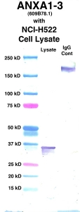 Click to enlarge image Western Blot using CPTC-ANXA1-3 as primary Ab against cell lysate from NCI-H522 cells (lane 2). Also included are molecular wt. standards (lane 1) and mouse IgG control (lane 3).