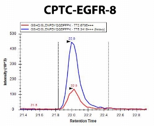 Click to enlarge image iMRM screening results for clone CPTC-EGFR-8. The clone is able to selectively pull down the target peptide CPTC-EGFR Peptide 4, GSHQISLDNPD(pY)QQDFFPK)